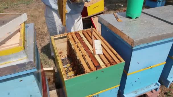 Beekeeper Using Bristle Get Rid Bees Apiarist Sweeps Out Bees — Stock Video