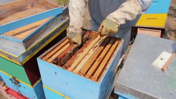 养蜂用猪鬃赶走蜜蜂 Apiarist 用刷子从蜂窝里扫出蜜蜂来提取蜂蜜 收获时间 — 图库视频影像