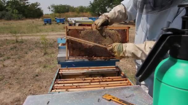 Imker Verwendet Borsten Bienen Loszuwerden Imker Fegt Bienen Mit Pinsel — Stockvideo