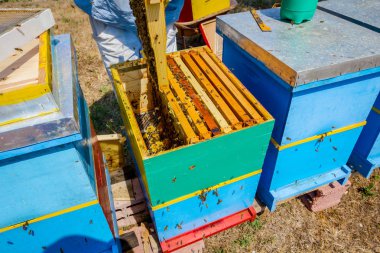 Apiarist, arıcı hasat tatlım, vintage