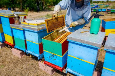 Arıcı kıl arıdan kurtulmak için kullanıyor 