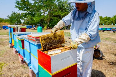 Arıcı kıl arıdan kurtulmak için kullanıyor 