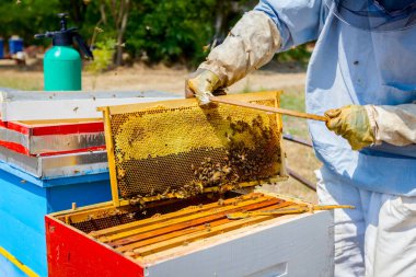 Arıcı kıl arıdan kurtulmak için kullanıyor 