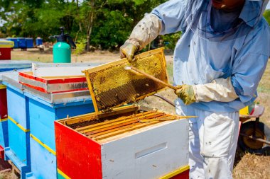 Arıcı kıl arıdan kurtulmak için kullanıyor 