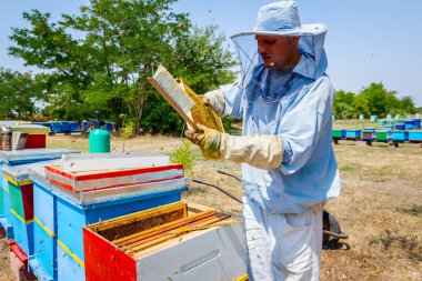 Arıcı kıl arıdan kurtulmak için kullanıyor 