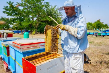 Arıcı kıl arıdan kurtulmak için kullanıyor 