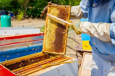 Arıcı kıl arıdan kurtulmak için kullanıyor 