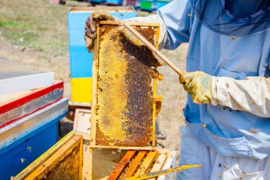 Arıcı kıl arıdan kurtulmak için kullanıyor 