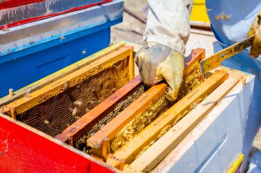 Apiarist, arıcı hasat tatlım, vintage