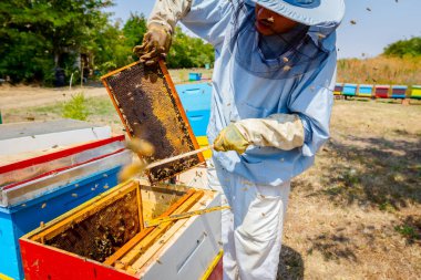 Arıcı kıl arıdan kurtulmak için kullanıyor 