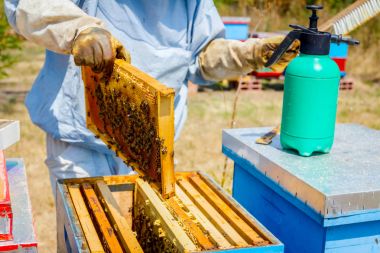 Arıcı kıl arıdan kurtulmak için kullanıyor 