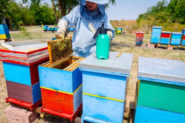 Arıcı kıl arıdan kurtulmak için kullanıyor 