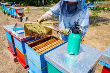 Arıcı kıl arıdan kurtulmak için kullanıyor 