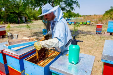 Arıcı kıl arıdan kurtulmak için kullanıyor 