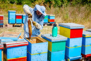Arıcı kıl arıdan kurtulmak için kullanıyor 