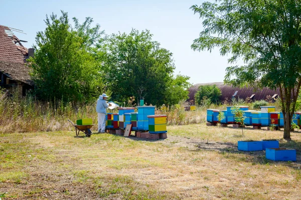 Apiarist, arıcı hasat tatlım, vintage — Stok fotoğraf