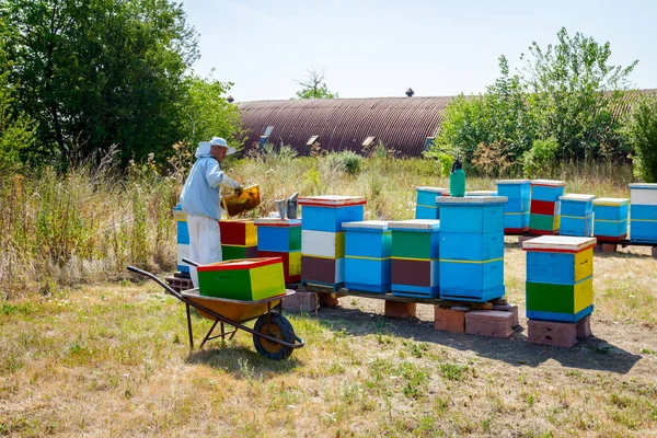 Apiarist, arıcı hasat tatlım, vintage — Stok fotoğraf