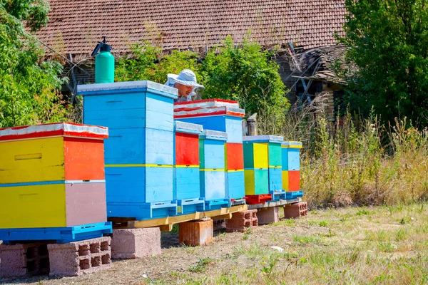 Apiarista, apicultor está colhendo mel, vintage — Fotografia de Stock