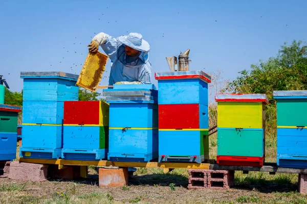 Imker verwendet Borsten, um Bienen loszuwerden — Stockfoto