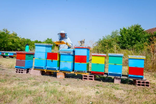 Apiarista, apicoltore raccoglie miele, annata — Foto Stock