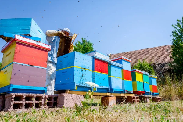 Imker is met behulp van varkenshaar om zich te ontdoen van bijen — Stockfoto