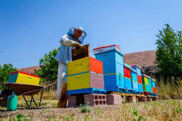 Apiarista, apicoltore raccoglie miele, annata — Foto Stock