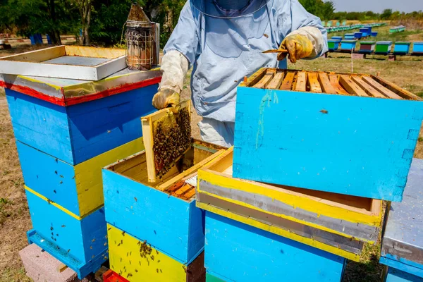 Apiarist, arıcı hasat tatlım, vintage — Stok fotoğraf