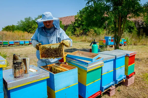 Imker erntet Honig, Jahrgang — Stockfoto