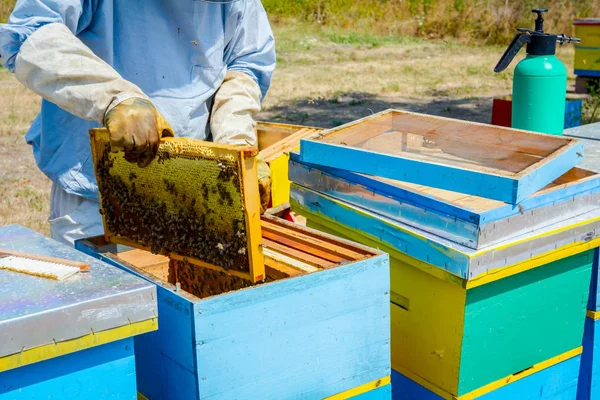 Apiarist, arıcı hasat tatlım, vintage