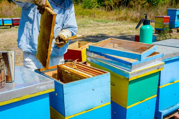 Apicultor está usando cerdas para deshacerse de las abejas —  Fotos de Stock