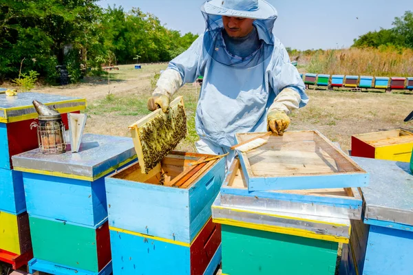 Apiarist, imker is het oogsten van honing, vintage — Stockfoto