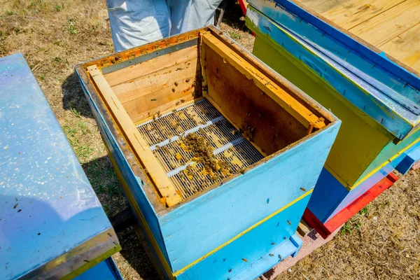 Les abeilles sortent de la ruche ouverte — Photo