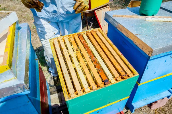 Apiarist, arıcı hasat tatlım, vintage