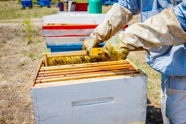 Apiarist, 양 봉 꿀, 수확은 빈티지 — 스톡 사진