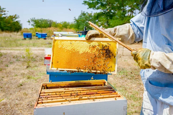 Apicultor está usando cerdas para se livrar das abelhas — Fotografia de Stock