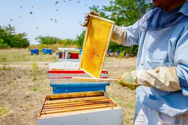 L'apicoltore sta usando setole per sbarazzarsi delle api — Foto Stock