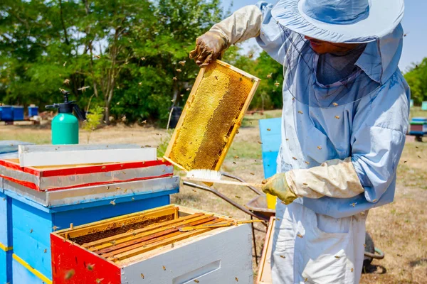 Beekeeper is using bristle to get rid of bees