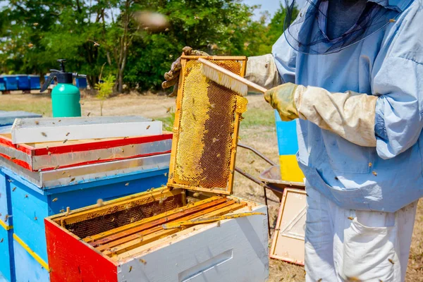 Apicultor está usando cerdas para deshacerse de las abejas —  Fotos de Stock