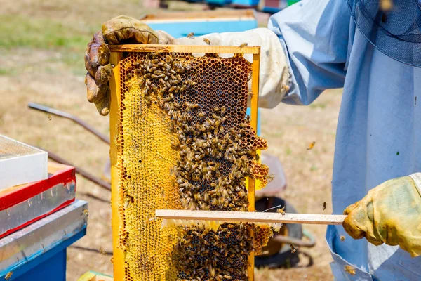 Beekeeper is using bristle to get rid of bees