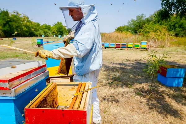 Μελισσοκόμος, μελισσοκόμος συγκομιδή μελιού, παλιάς χρονολογίας — Φωτογραφία Αρχείου