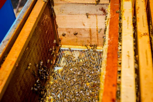 オープンのハイブのミツバチが来ています。 — ストック写真