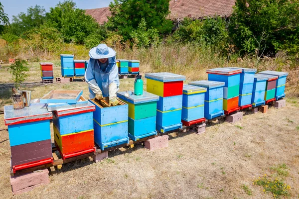 Apiarist, arıcı hasat tatlım, vintage — Stok fotoğraf