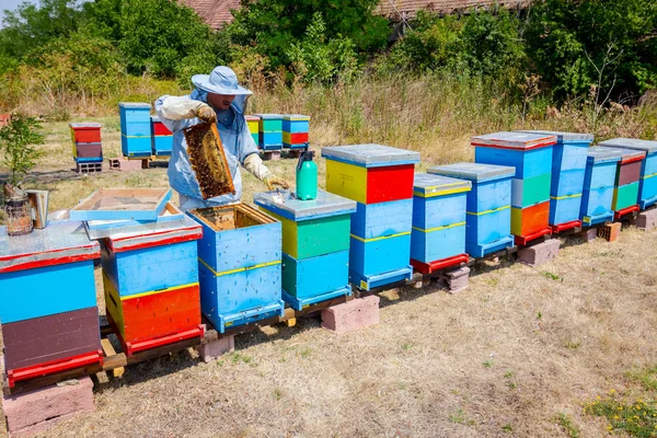 Apiarista, apicultor cosecha miel, vendimia —  Fotos de Stock