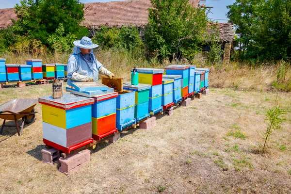 Apiarist, imker is het oogsten van honing, vintage — Stockfoto