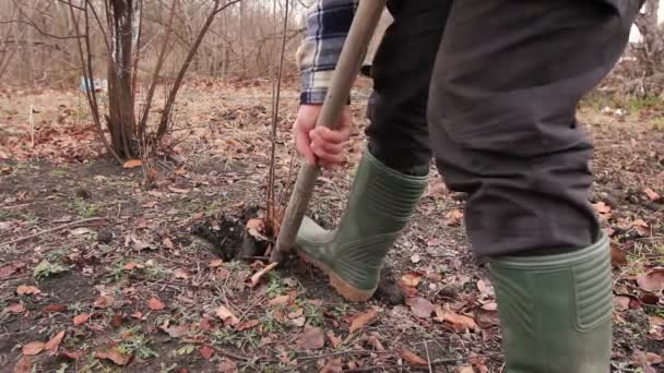 Overplanten Nieuwe Scion Met Wortels Van Bovenliggende Fruitboom Tuinman Met — Stockvideo