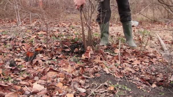 Przesadzanie Nowy Potomek Korzeni Drzewa Owocowe Nadrzędnego Ogrodnik Jest Pomocą — Wideo stockowe