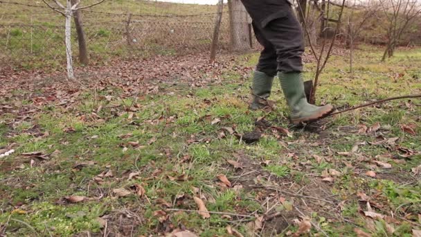 ルーツを持つ新しいサイオンを移植 ディブル果実 Treegardener が彼の果樹園でマイナーな植物を乗算するのにルーツを持つ若い果樹を植栽にシャベルを使用です — ストック動画