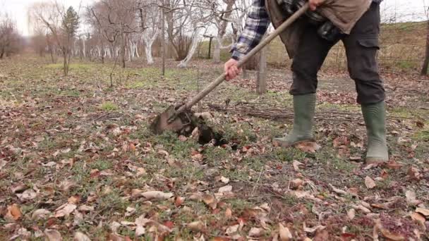 ルーツを持つ新しいサイオンを移植 ディブル果実 Treegardener が彼の果樹園でマイナーな植物を乗算するのにルーツを持つ若い果樹を植栽にシャベルを使用です — ストック動画