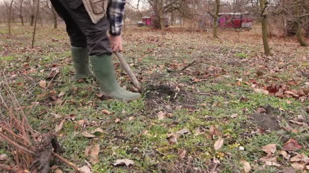 Transplanting New Scion Roots Dibble Fruit Treegardener Using Shovel Planting — Stock Video