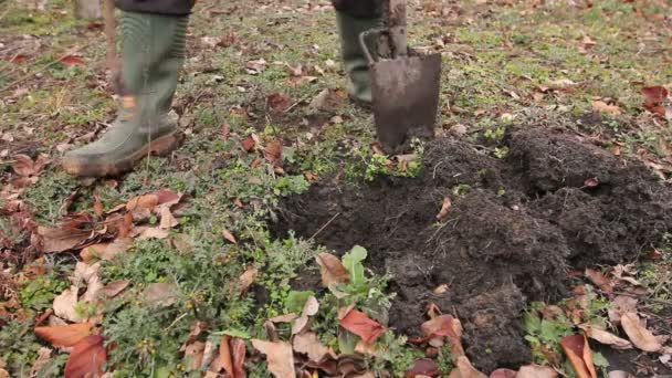 Overplanten Nieuwe Scion Met Wortels Dibble Fruit Treegardener Gebruikt Schop — Stockvideo